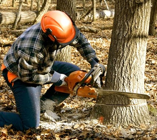 Tree Removal in Ebensburg, PA
